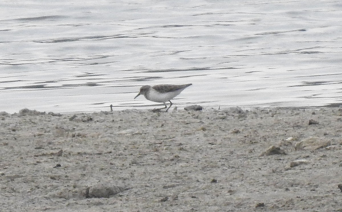 Correlimos sp. - ML645507707