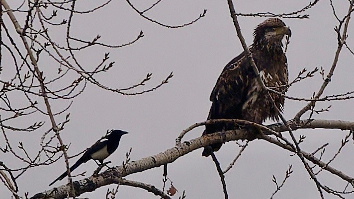 Itsas arrano buruzuria - ML645507709