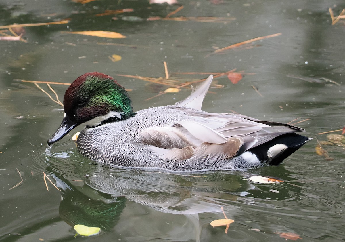 羅文鴨 - ML645507713