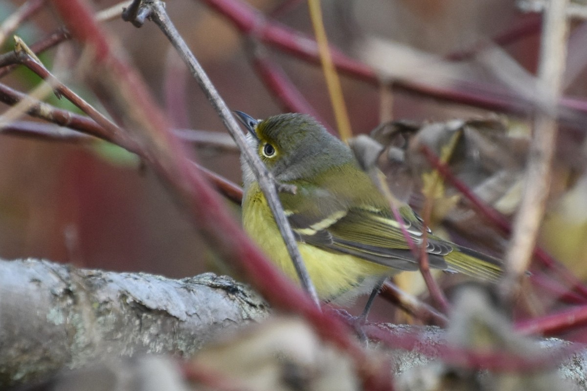White-eyed Vireo - ML645507724