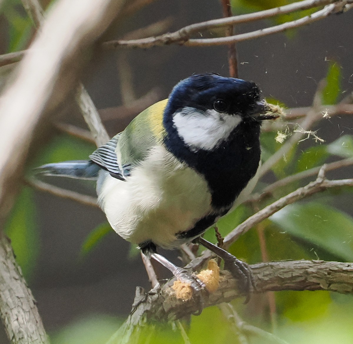 白頰山雀 - ML645507725