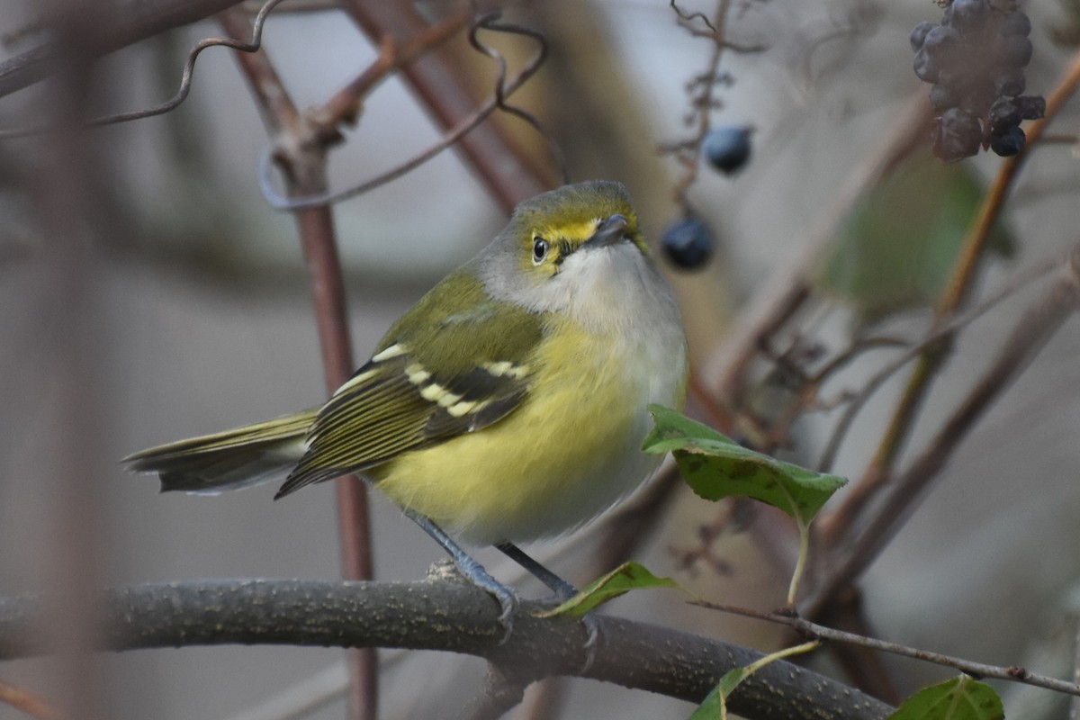 White-eyed Vireo - ML645507732