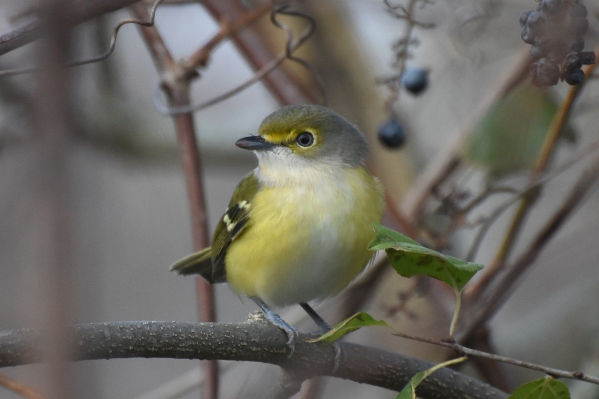 White-eyed Vireo - ML645507742