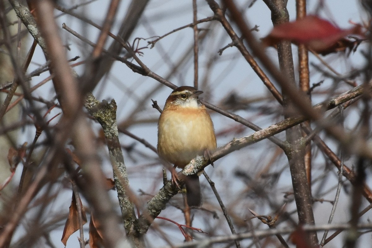 Carolina Wren - ML645507753
