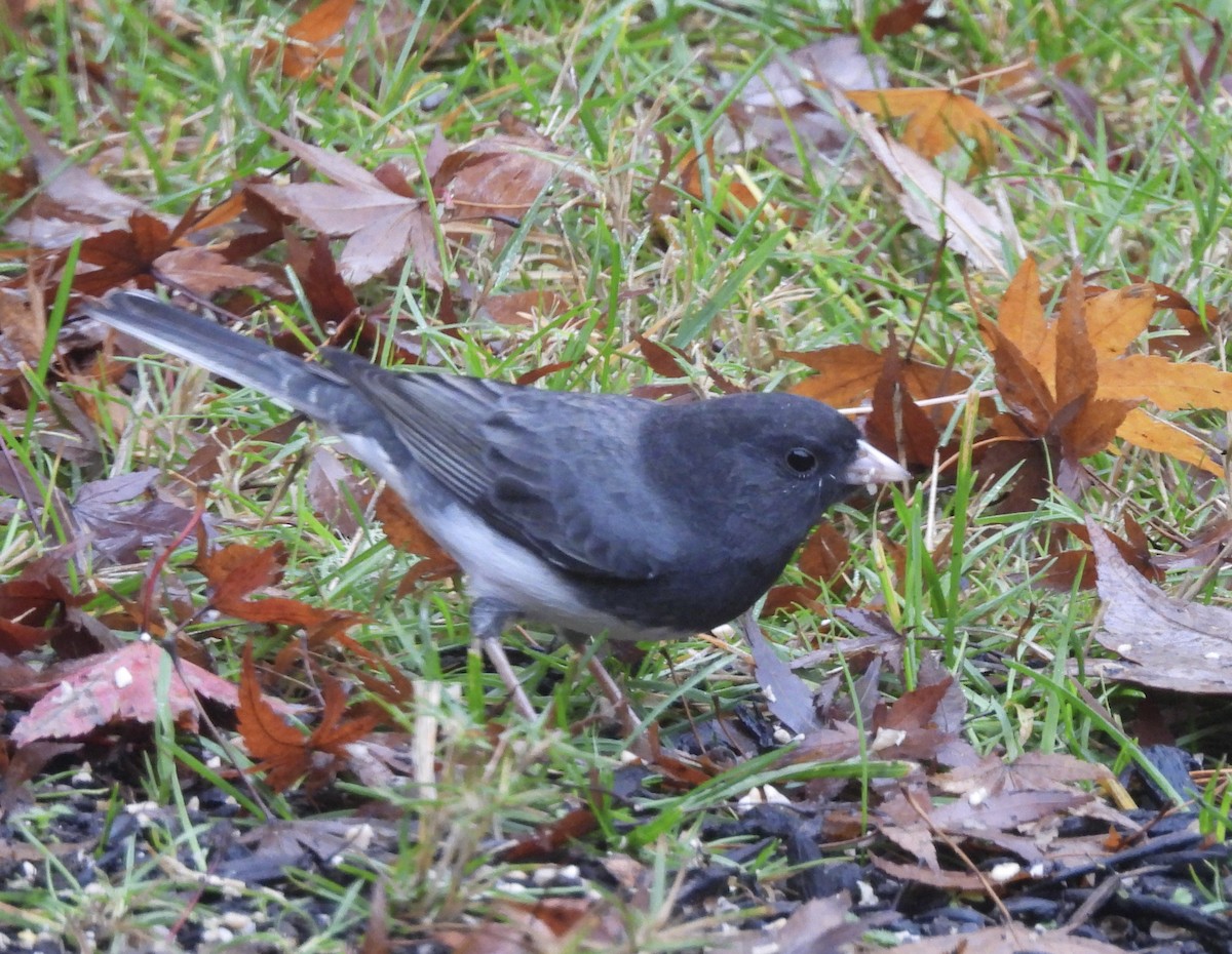 Dark-eyed Junco (Slate-colored) - ML645507761
