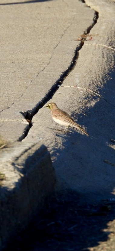 Жайворонок рогатий - ML645507769