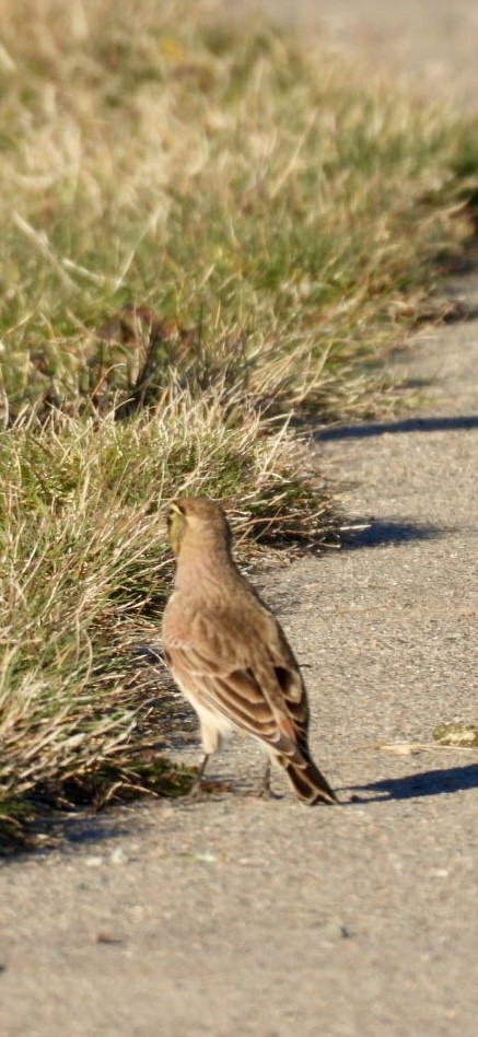 Жайворонок рогатий - ML645507770