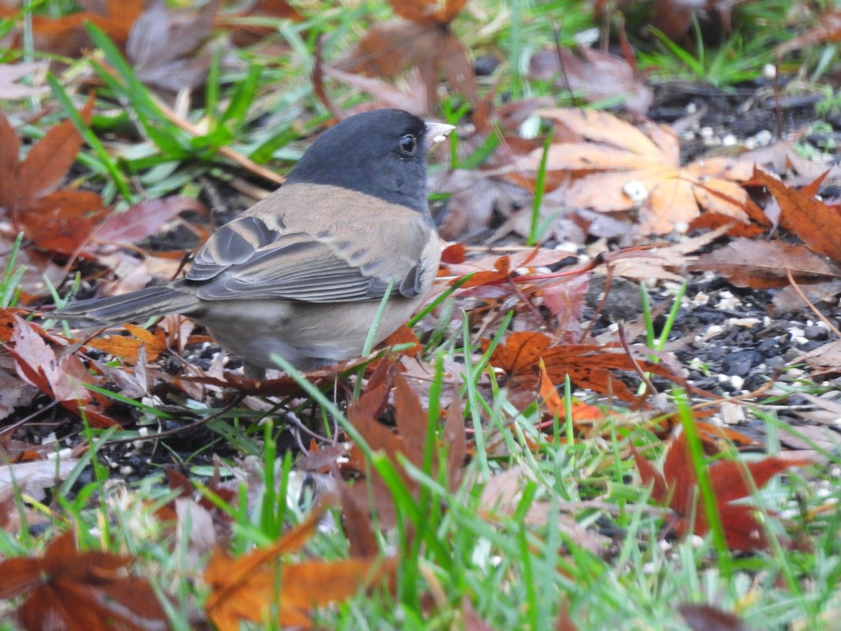Dark-eyed Junco (Oregon) - ML645507772