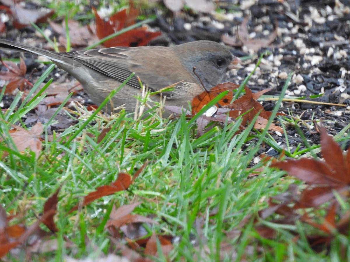 Dark-eyed Junco (Oregon) - ML645507773