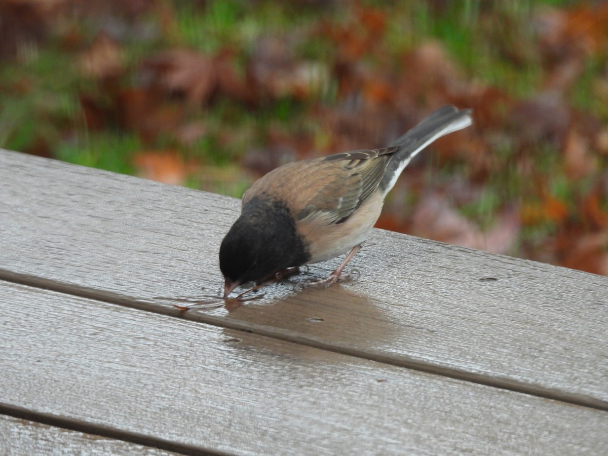 Dark-eyed Junco (Oregon) - ML645507775