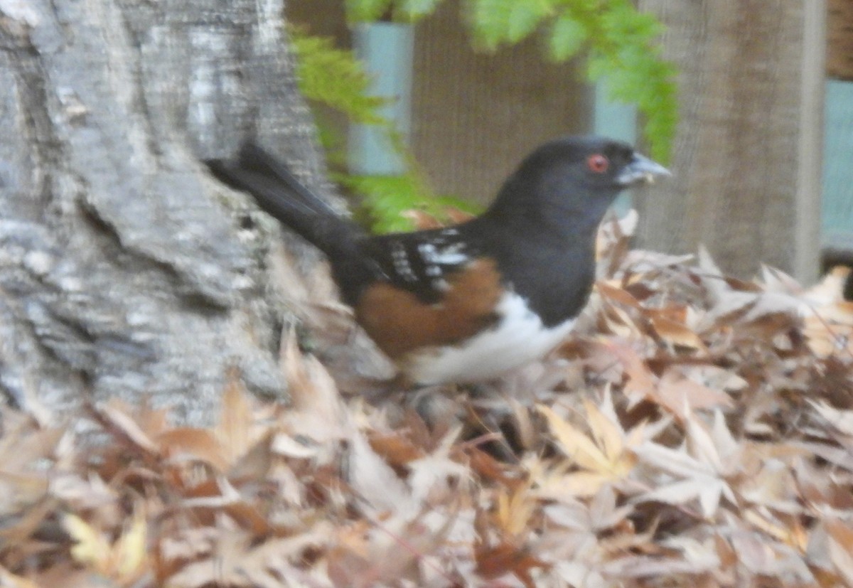 Spotted Towhee - ML645507785
