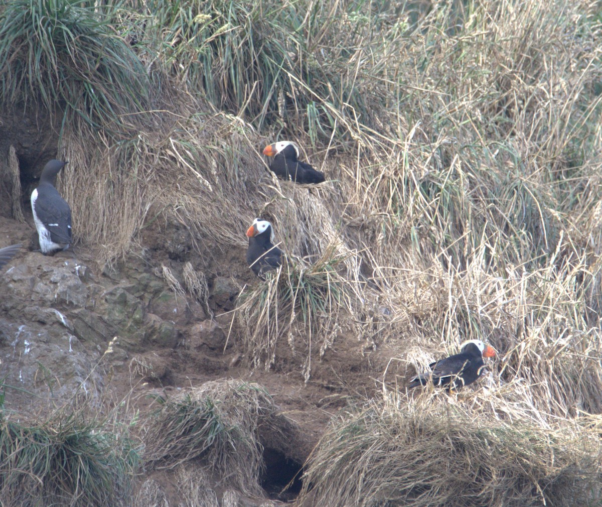 Tufted Puffin - ML645507813