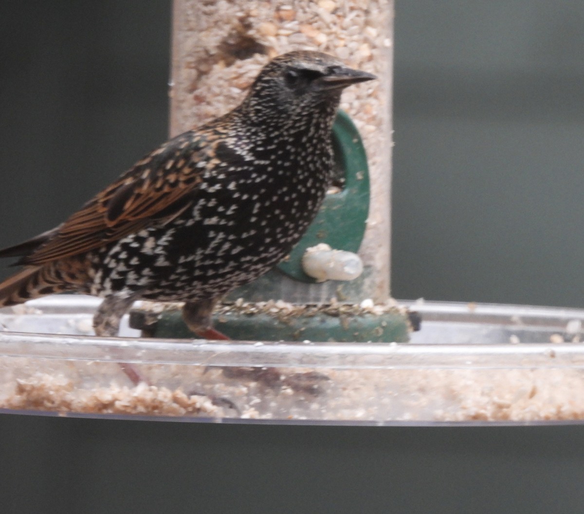 European Starling - ML645507819