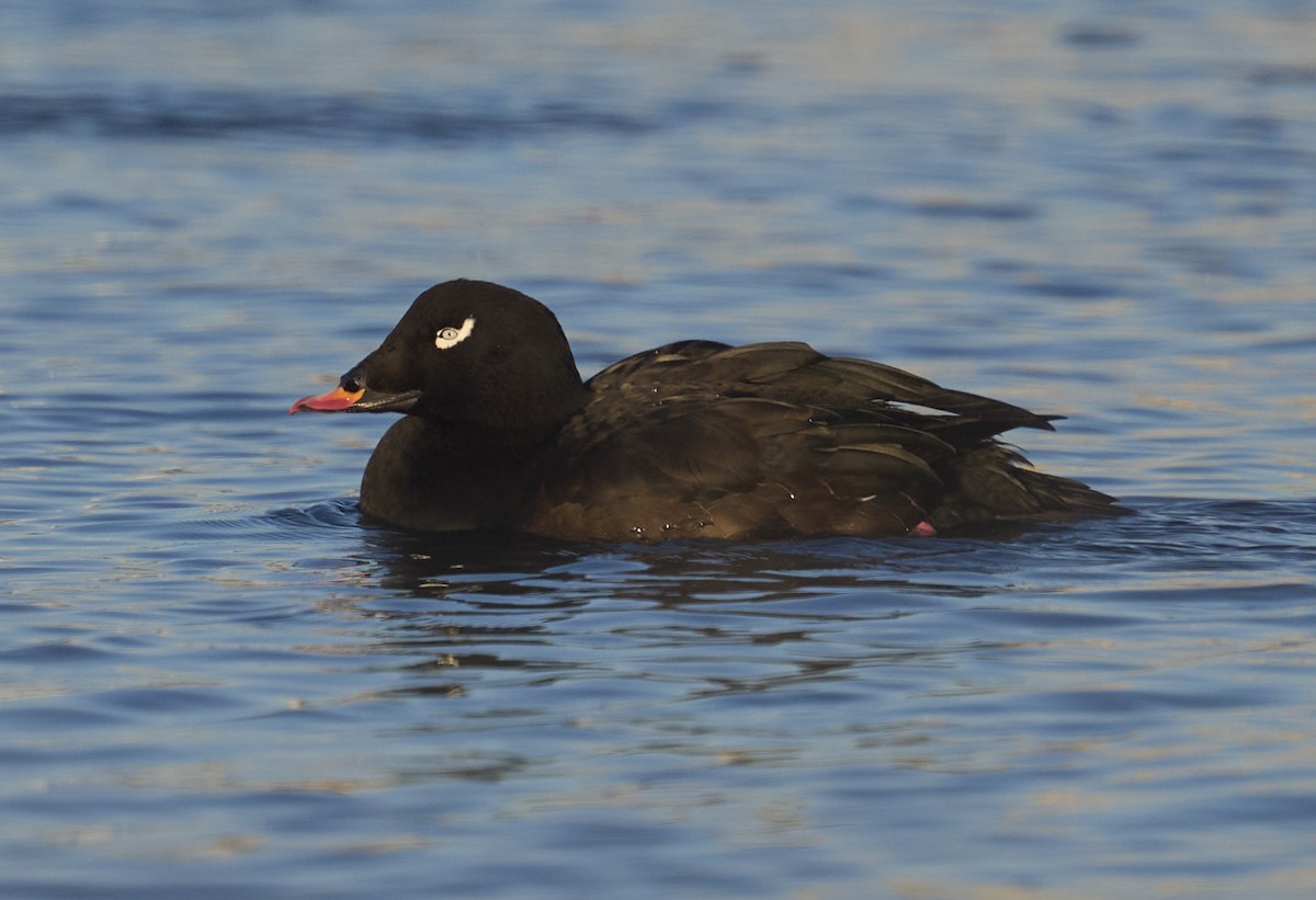 Ak Kanatlı Kadife Ördek - ML645507820