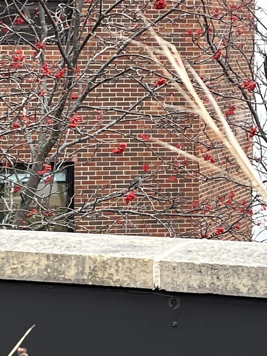 Townsend's Solitaire - ML645507825