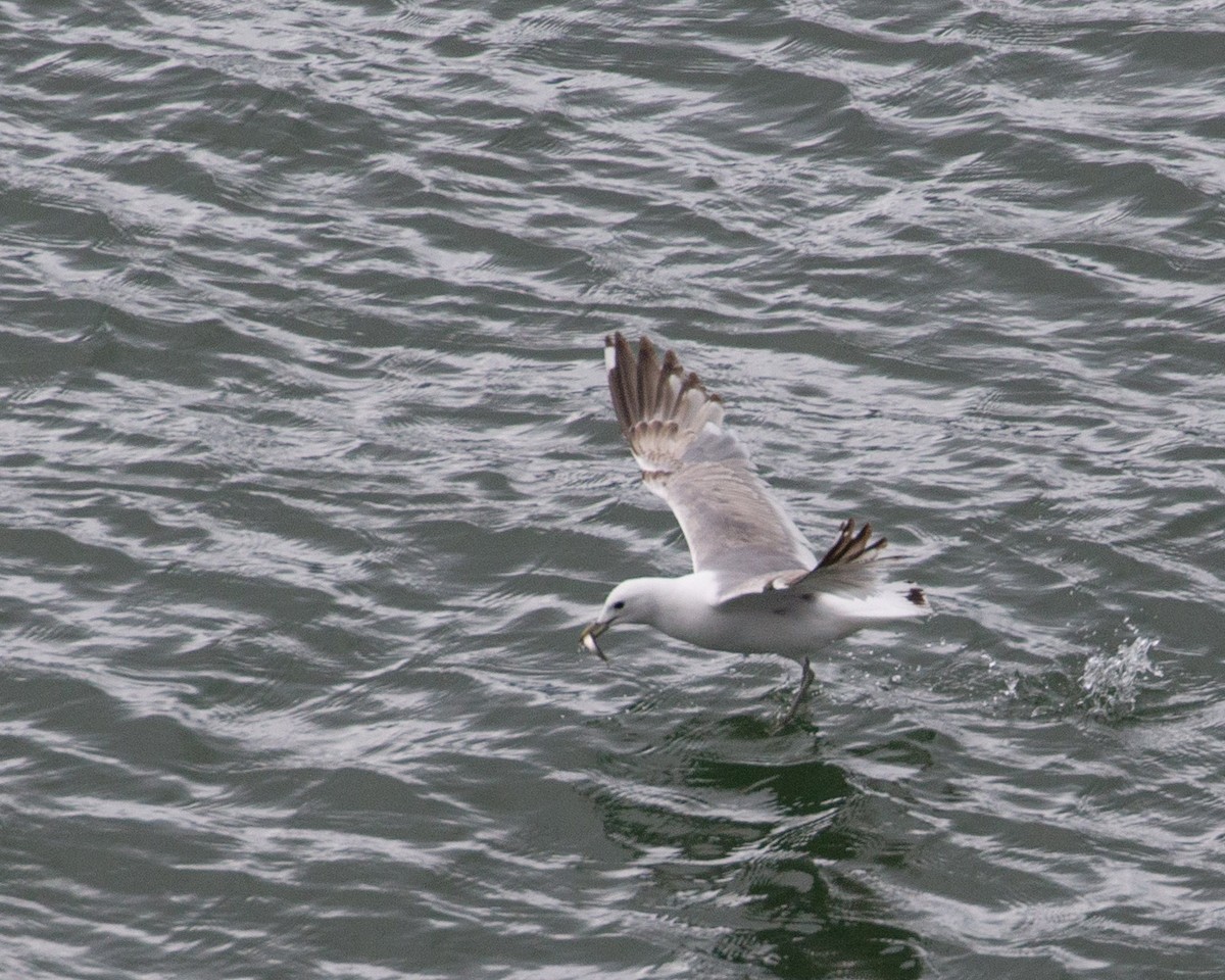 Short-billed Gull - ML645507826