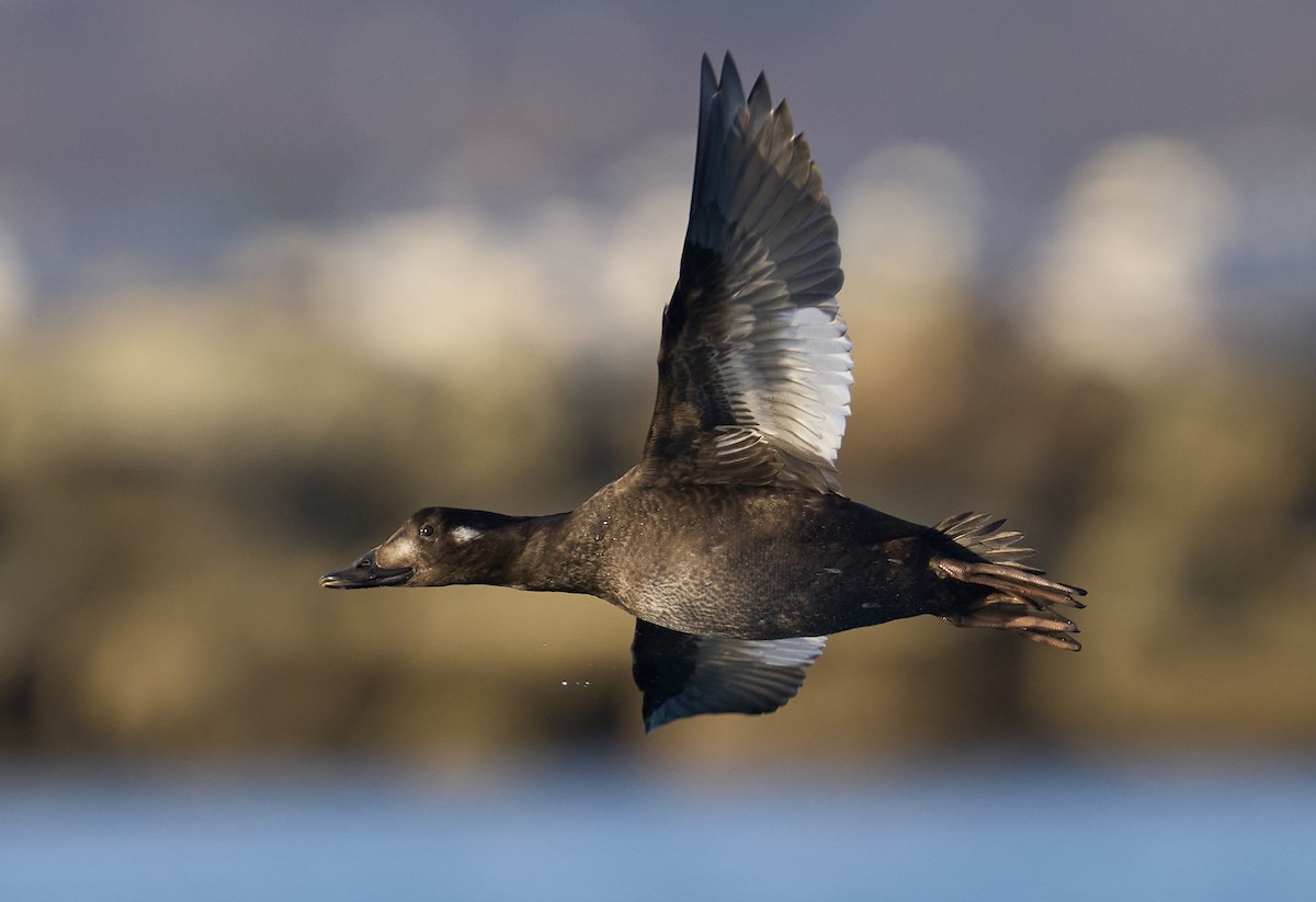 Ak Kanatlı Kadife Ördek - ML645507828