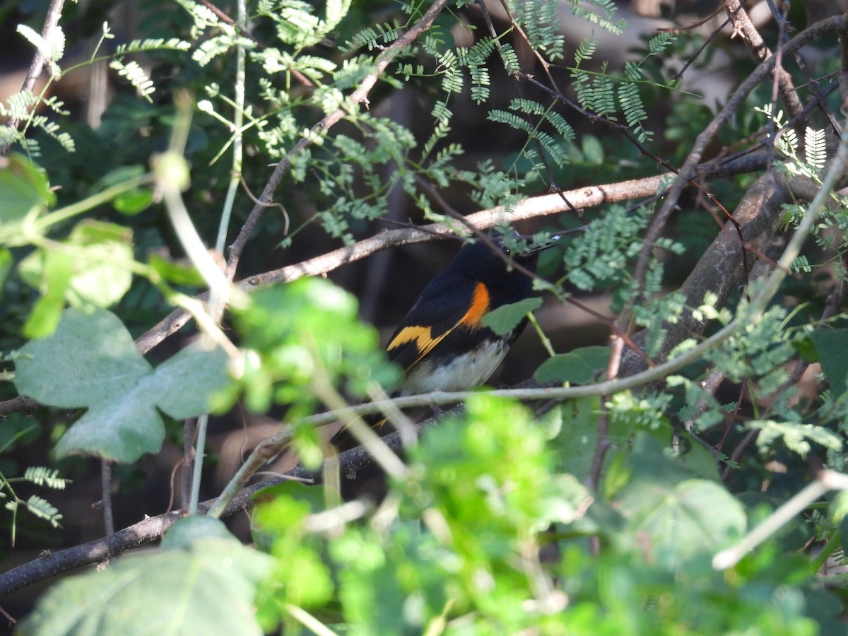 American Redstart - ML645507834