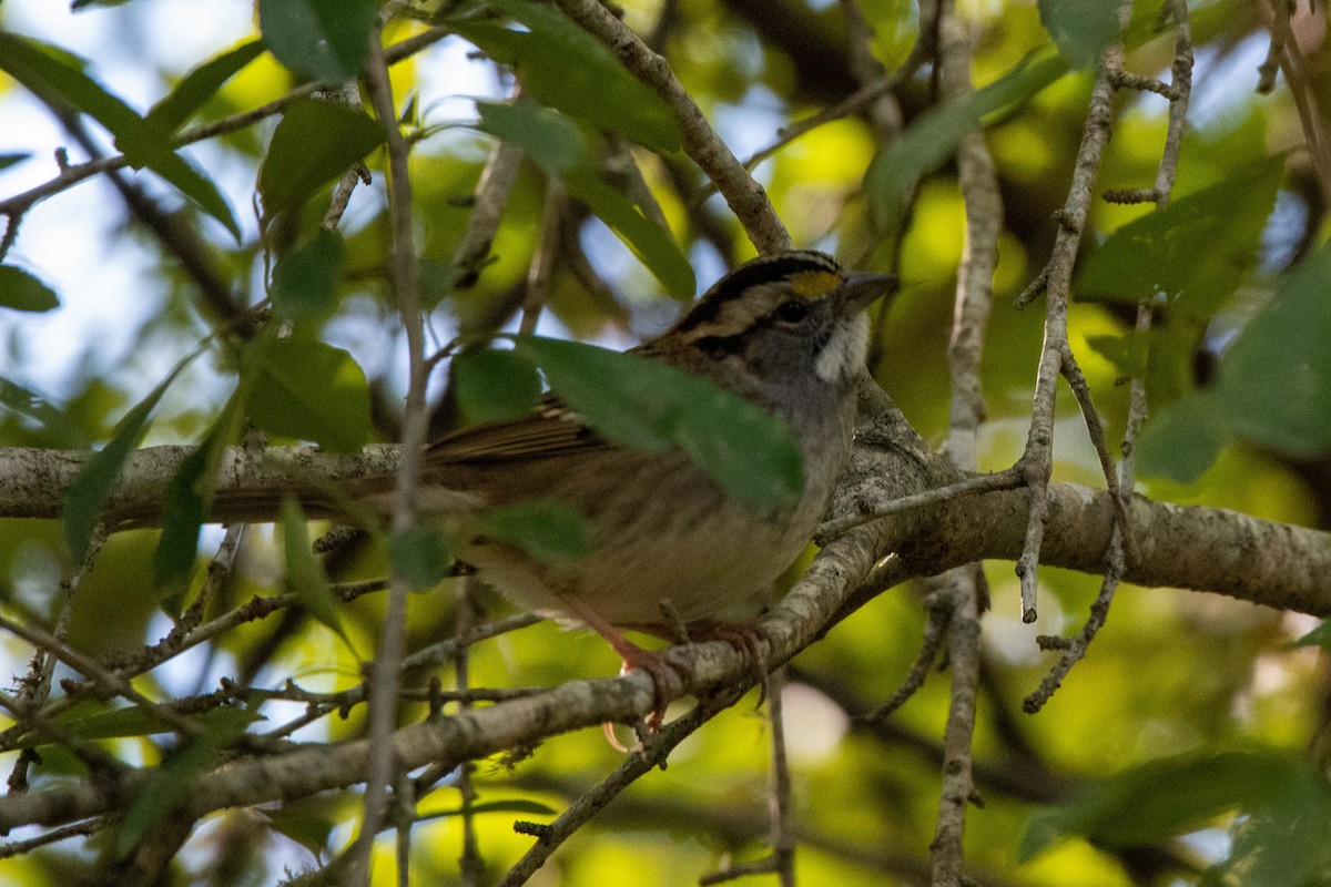 גיבתונית לבנת-גרון - ML645507838