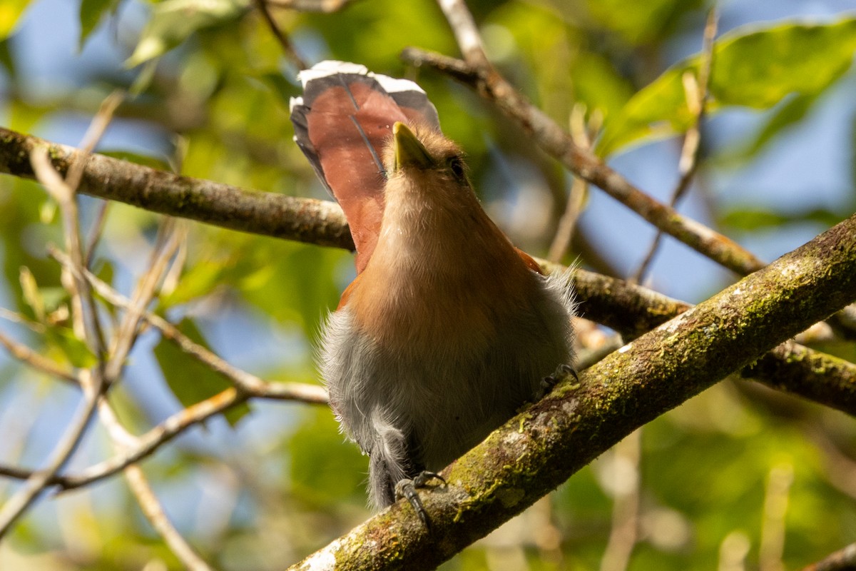 Common Squirrel-Cuckoo - ML645507850