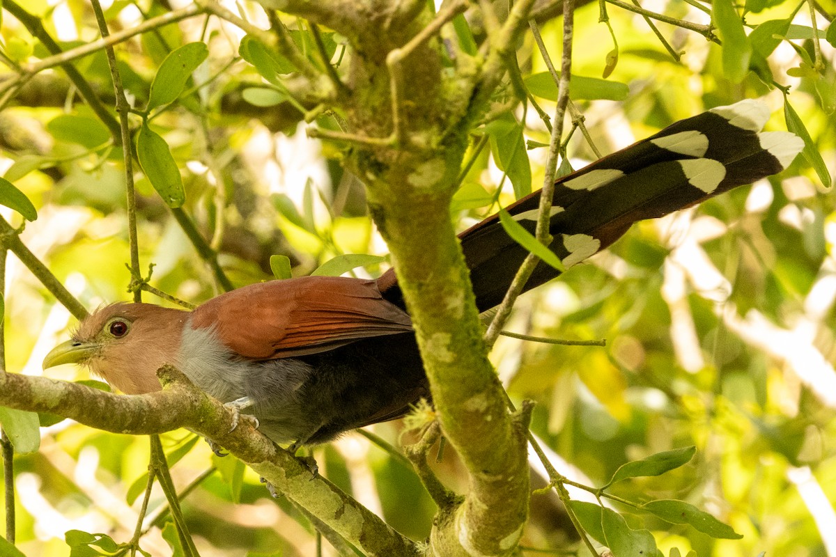 Common Squirrel-Cuckoo - ML645507851