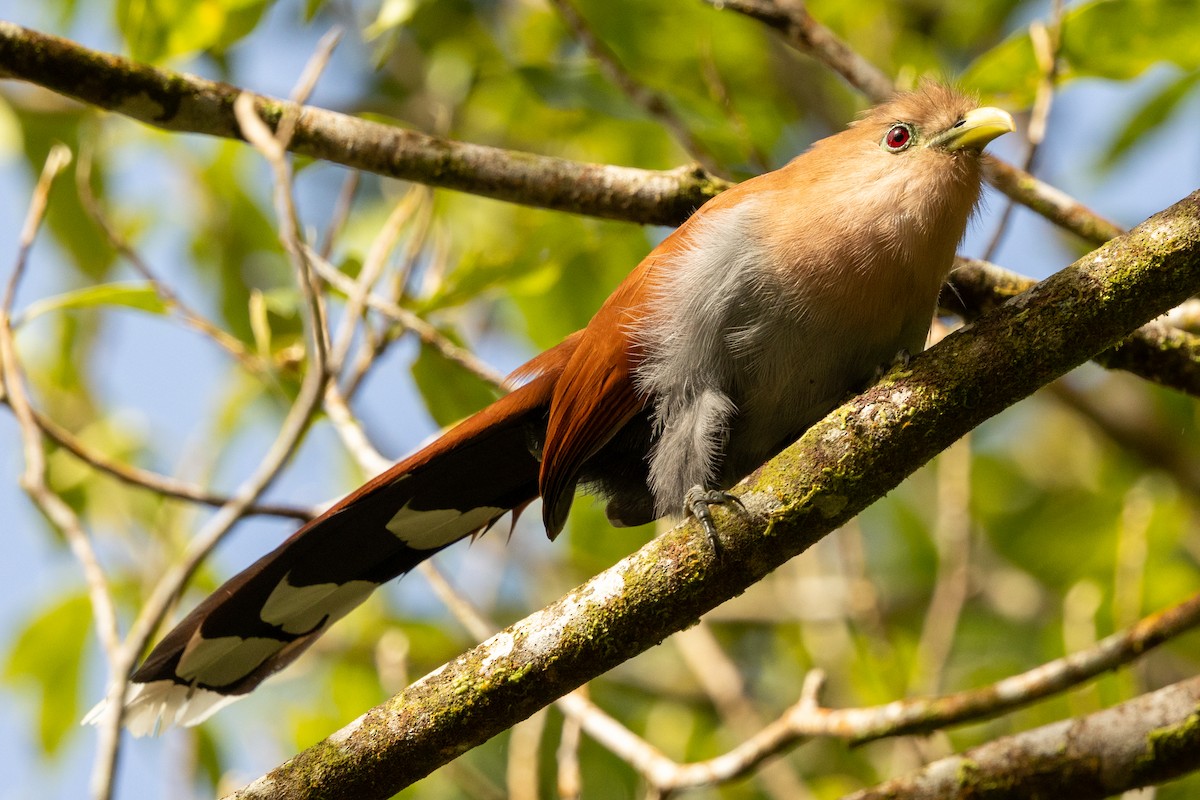 Common Squirrel-Cuckoo - ML645507852