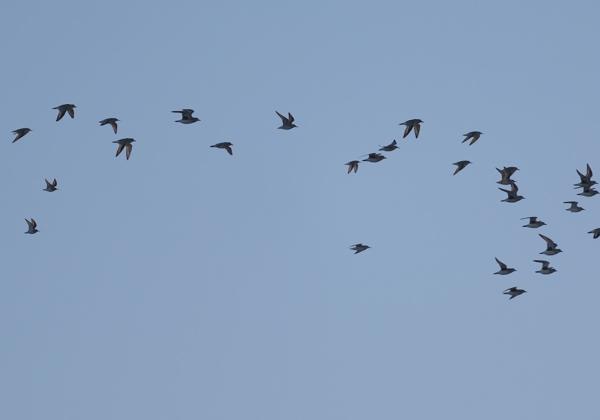 jespák rezavý - ML645507855