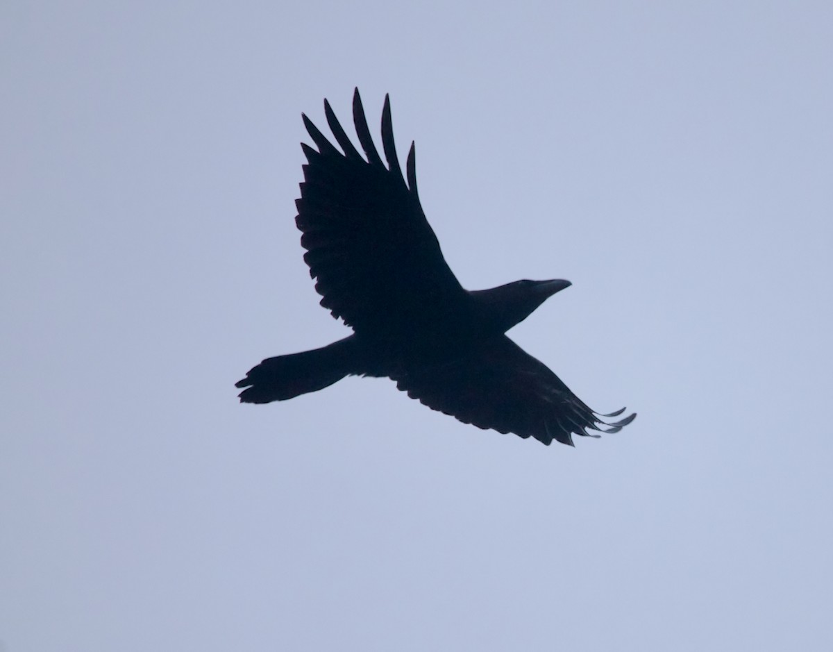 krkavec velký - ML645507870