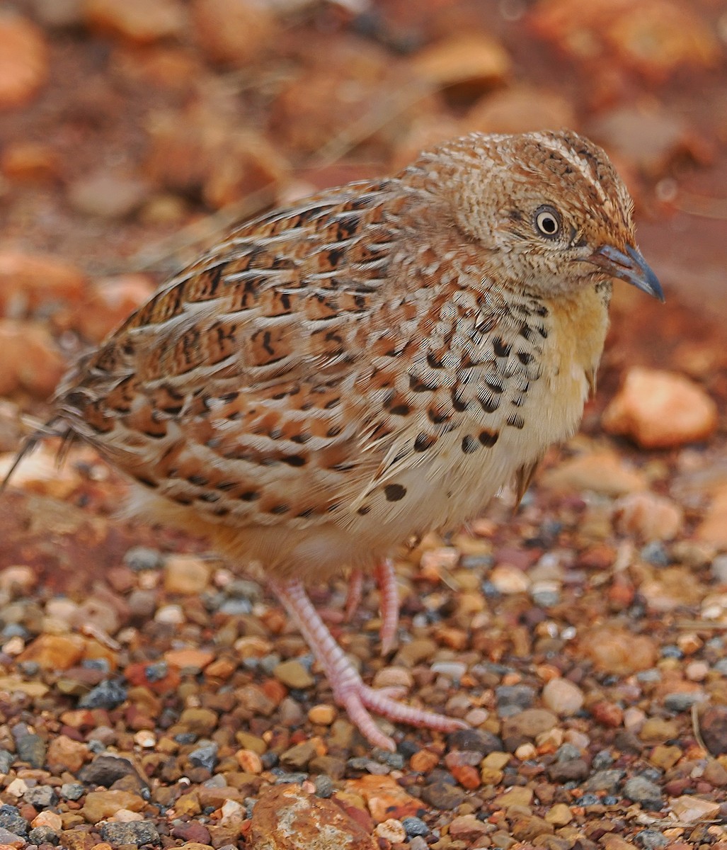 springvaktel - ML645507873