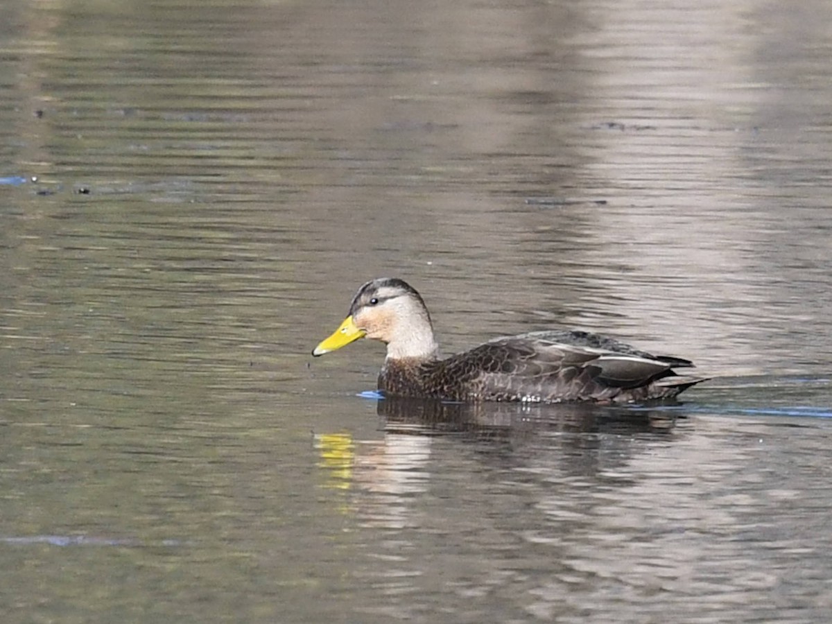 American Black Duck - ML645507874