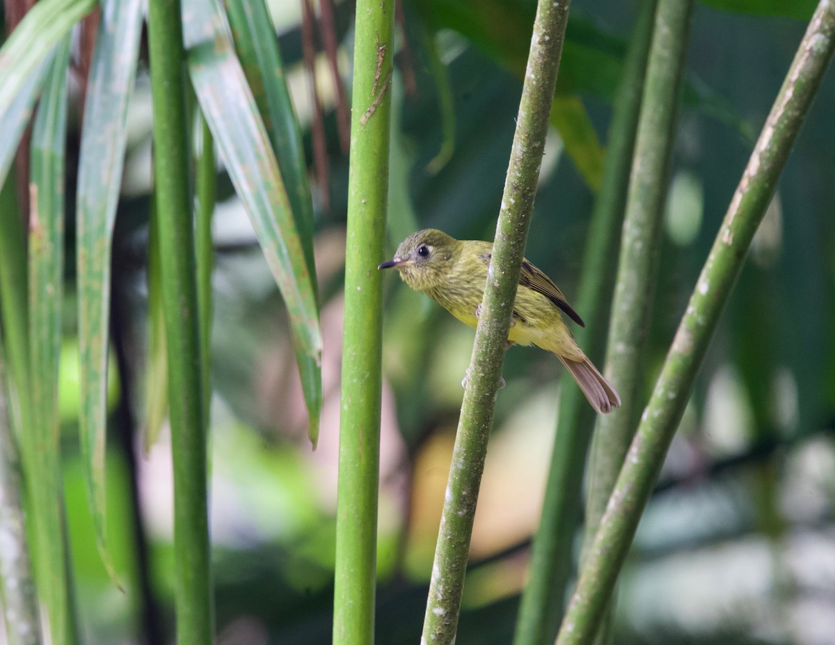 Olive-striped Flycatcher - ML645507875
