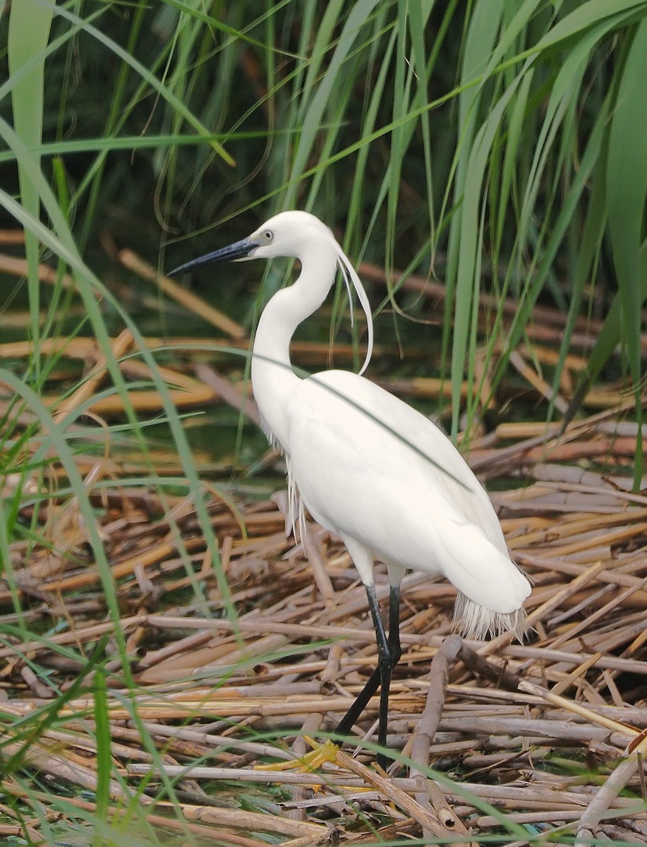 Little Egret - ML645507883