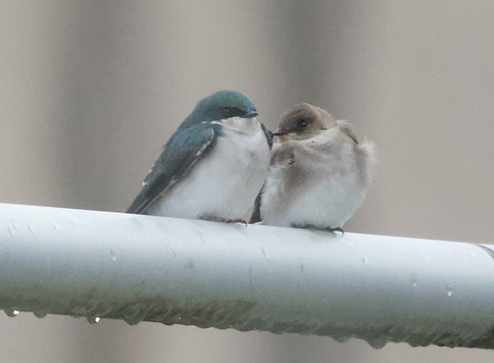 Tree Swallow - ML645507902