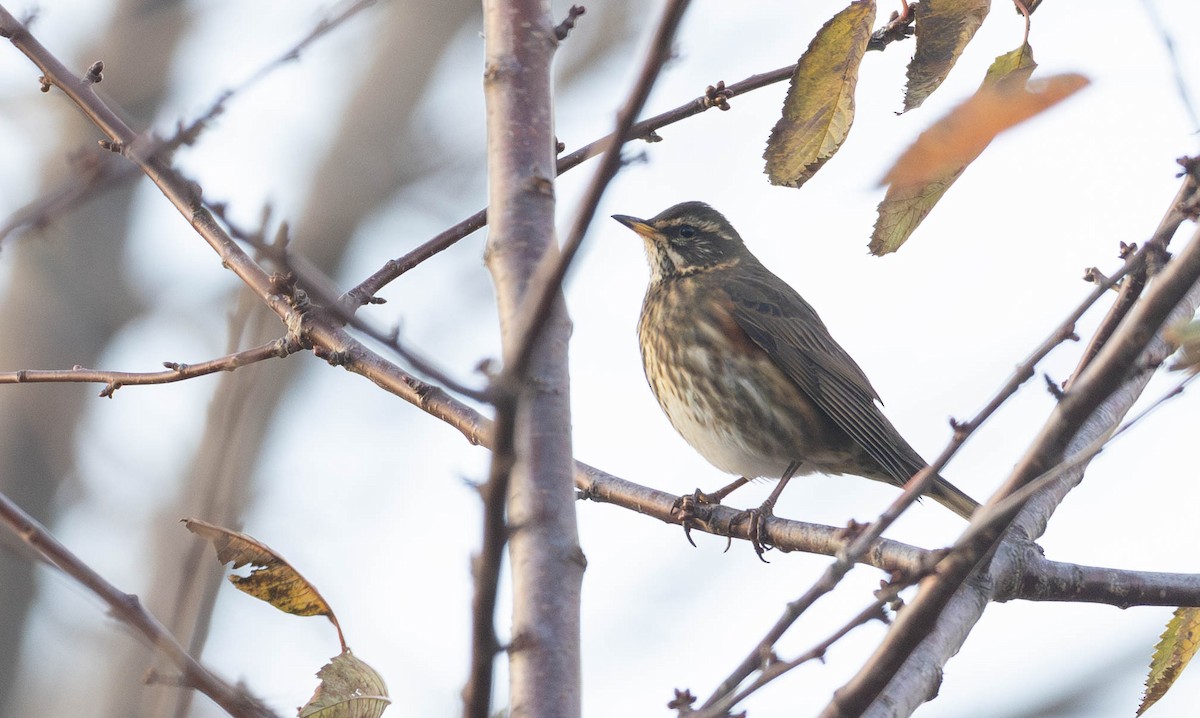 Цагаан хөмсөгт хөөндэй - ML645507904