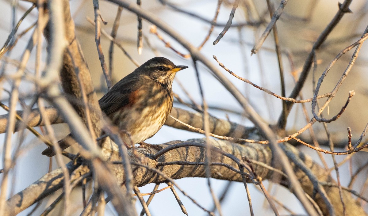 Цагаан хөмсөгт хөөндэй - ML645507905