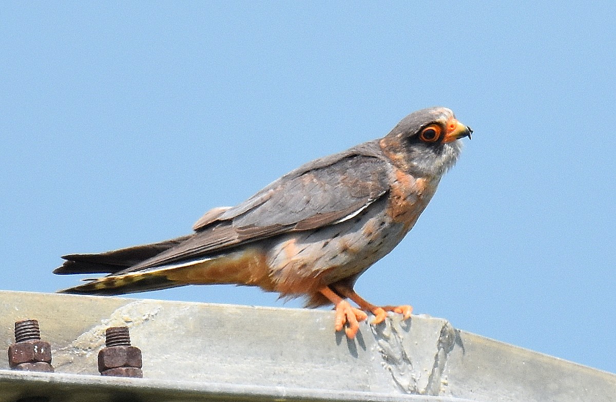 Belatz hankagorria - ML645507912