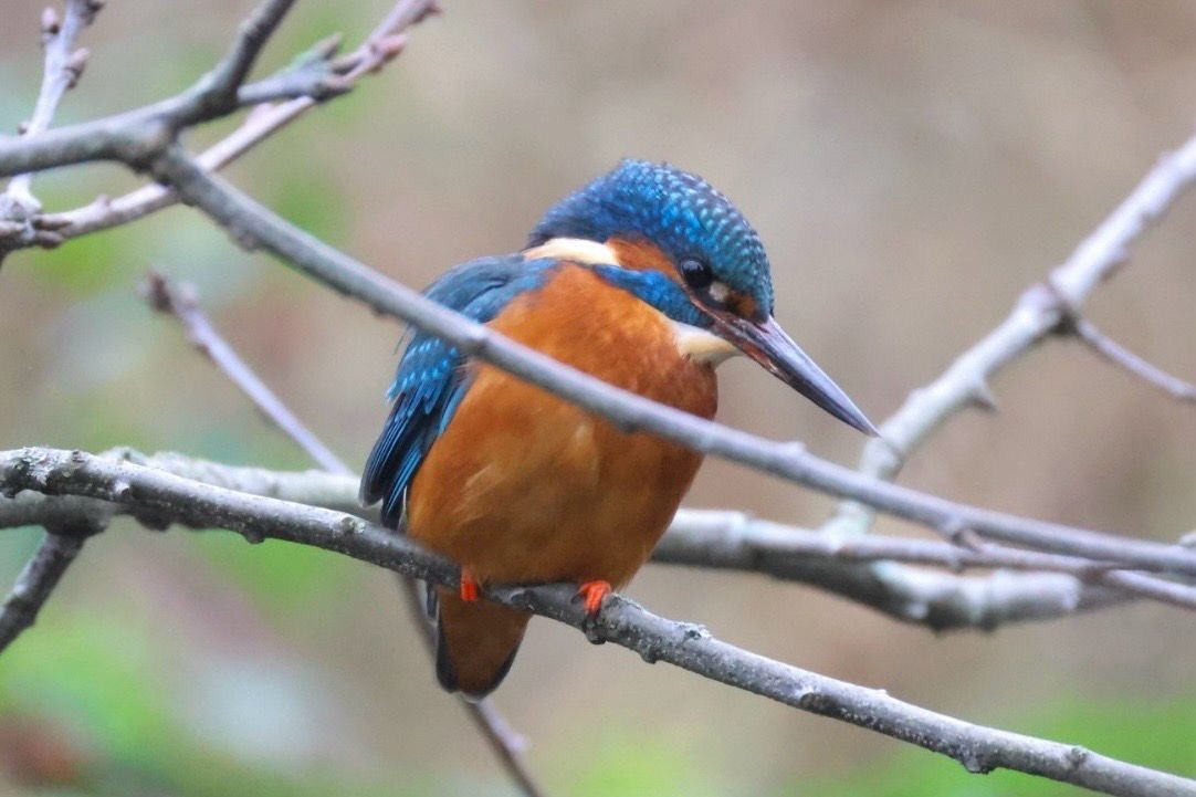 ledňáček říční - ML645507914