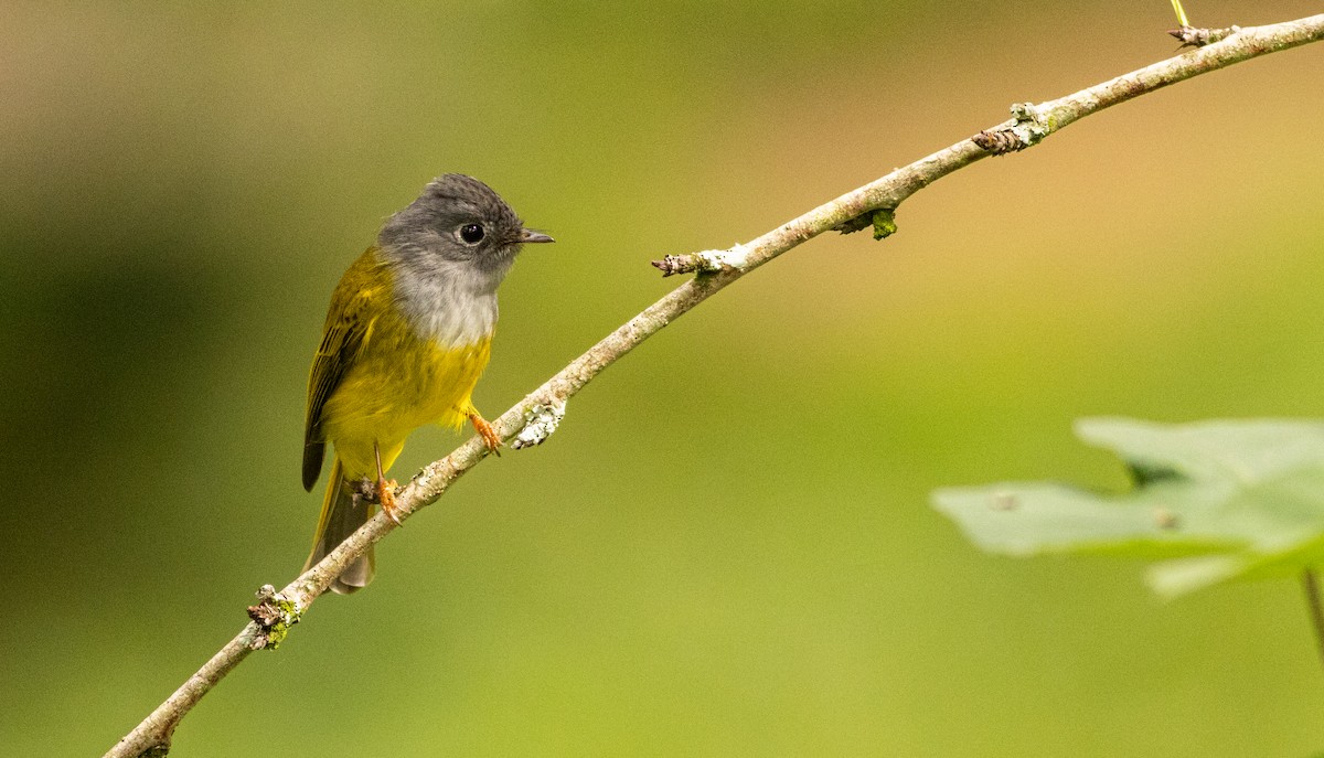 Gray-headed Canary-Flycatcher - ML645507921