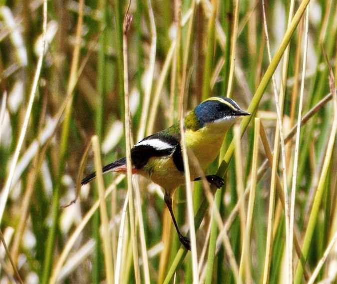 Many-colored Rush Tyrant - ML645507927