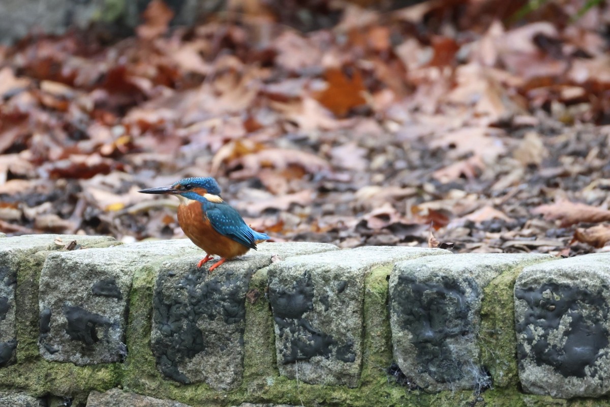 ledňáček říční - ML645507940