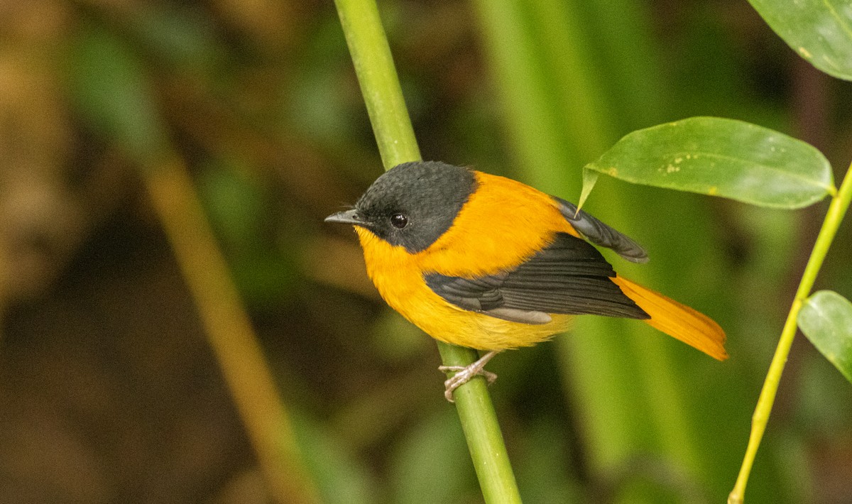 Black-and-orange Flycatcher - ML645507949