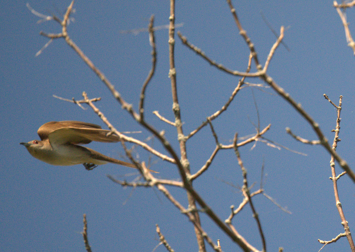 Black-billed Cuckoo - ML645507954