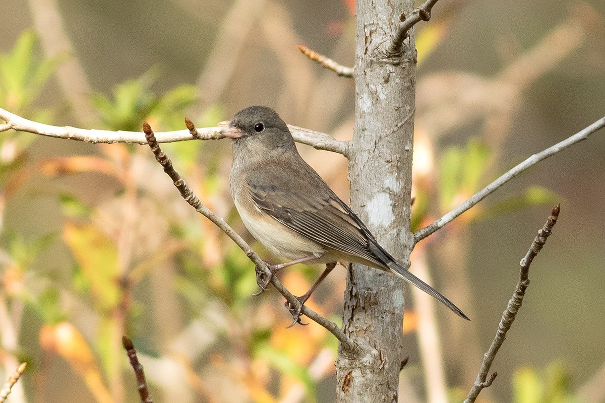 Dark-eyed Junco (Slate-colored) - ML645507956
