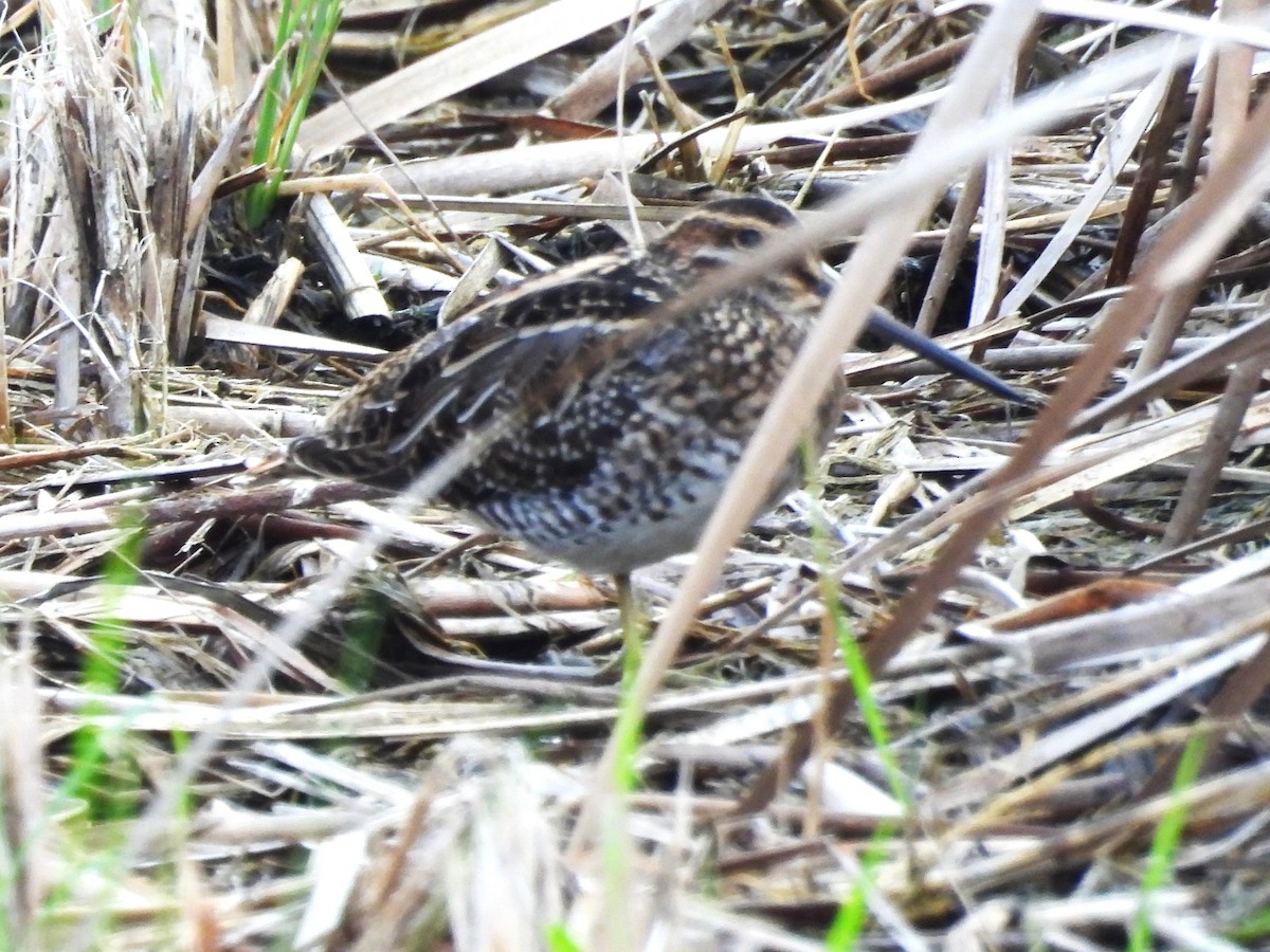 Wilson's Snipe - ML645507961