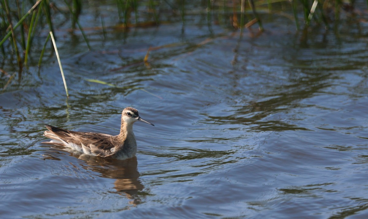 lyskonoh dlouhozobý - ML645507963