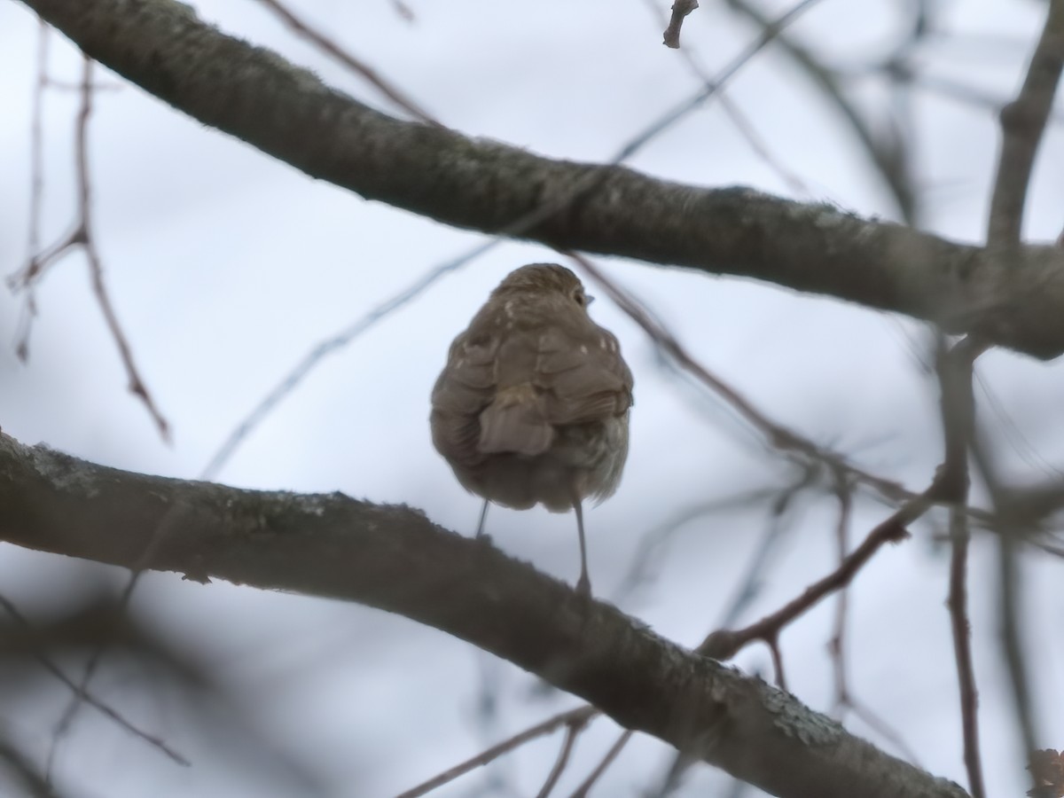 drozd západní - ML645507967