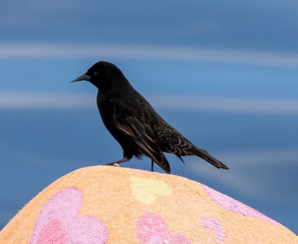 Yellow-winged Blackbird - ML645507968