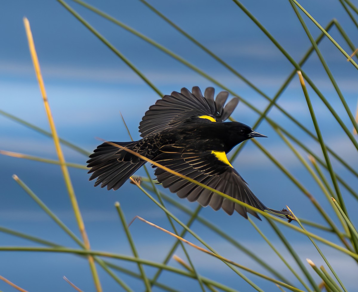 Yellow-winged Blackbird - ML645507969