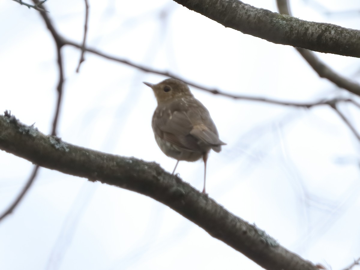 drozd západní - ML645507975