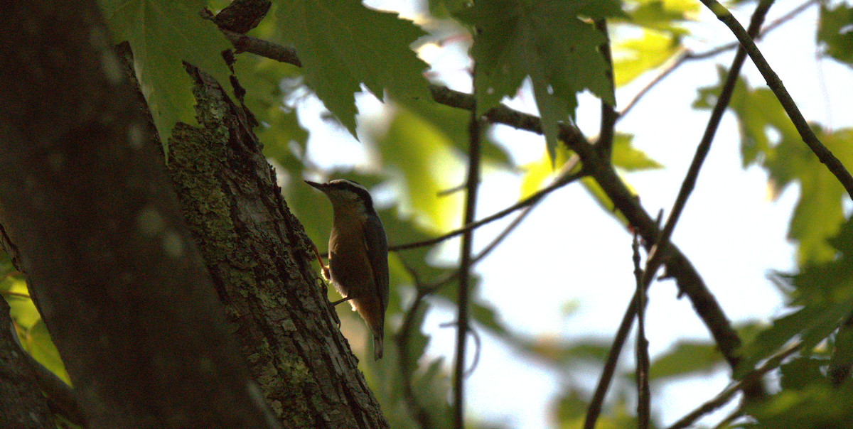 Red-breasted Nuthatch - ML645507976